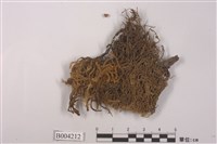 藏品(齒鞭廣萼蘚)的圖片